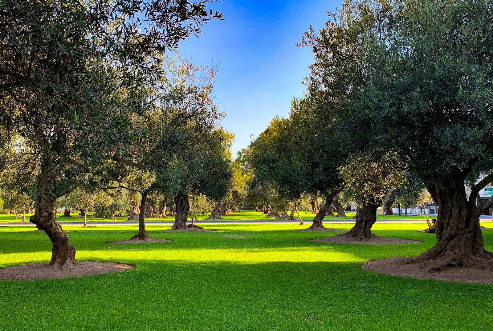 Bosque de olivos centenarios en parque urbano evocando El Olivar de San Isidro Lima