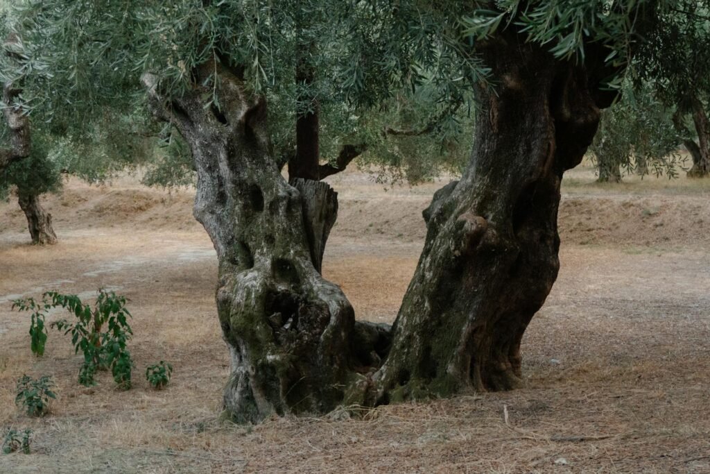 Olivos antiguos en parque histórico bajo sol